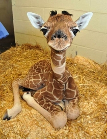 Baby giraffe 