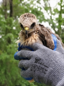 Baby Hawk or Buteo Rescue