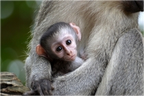 baby monkey   x 