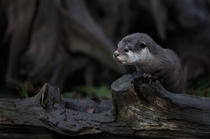 Baby Otter 