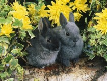 Baby rabbits 