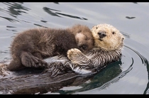 Baby sea otter napping on its mother in Canada