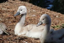 Baby Swans 