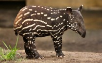 Baby tapir x-post from rpics 