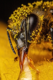 Baited Honeybee 