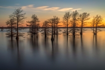 Bald Cypress trees in Caddo Lake Louisiana 