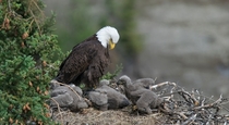 Bald Eagle and chicks 