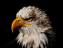 Bald Eagle - Haliaeetus leucocephalus x 