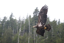 Bald Eagle in flight 