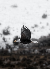 Bald Eagle in Gardiner MT by Jeff N Brenner 