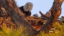 Bald Eagle with young in nest x OC