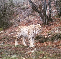 Balkan Lynx