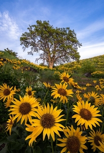 Balsamroot Flowers Galore in Columbia Hills WA OC jakebylsma