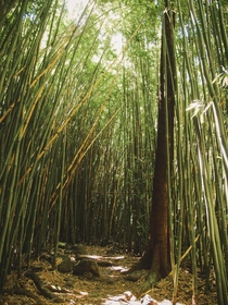 Bamboo Forest Hawaii 