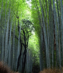 Bamboozled  Kyotos Arashiyama Bamboo Grove 