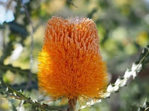 Banksia ashbyi inflorescence Western Australia Wildflower season keeps delivering 