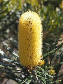 Banksia attenuata Sandplain Banksia Gracetown Western Australia