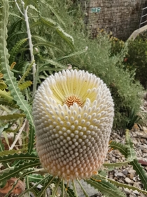 Banksia prionotes 