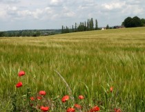 Barley farm England 