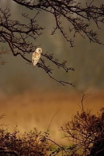 Barn Owl Tyto alba  x-post rthesuperbowl