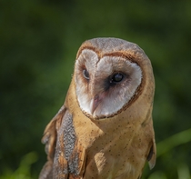 Barn Owl  x OC