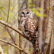 Barred Owl Photo credit to Eddie Johnson