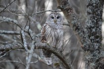Barred Owl Strix varia 