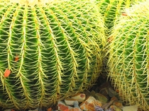 Barrel Cactus at the Melbourne Botanical Gardens