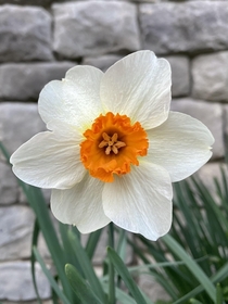 Barrett Browning Daffodil