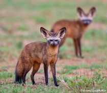 Bat-eared Foxes from Africa Photo credit to Damilice Photography
