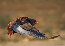 Bateleur Eagle Terathopius ecaudatus by Willem Kruger 