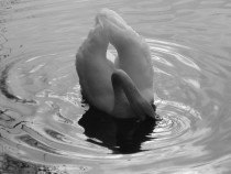 Bathing Swan 