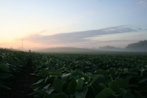 Bean field at sunrise - Minnesota 