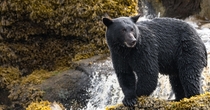 Bear Fishing At The Falls 