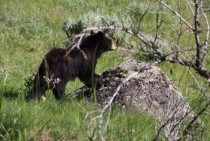 Bear in Yellowsone National Park Wyoming 
