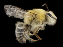 Bearded Bee Unidentified Hairy Eye Bee from Argentina USGS  x-post rHI_Res