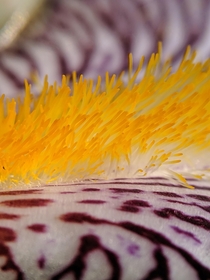 Bearded iris Iris sp shot through a x hand lens 