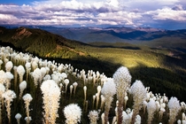Beargrass Bloom West of Mt Jefferson Oregon 