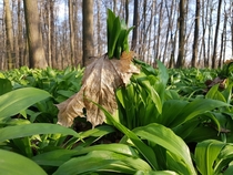 Bears garlic presenting its strength by ripping through last years leaves - Protected landscape area Pood in Ostrava by Jan Lenart 