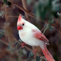 Beautiful albino cardinal 