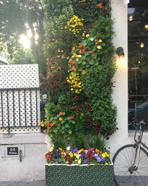 Beautiful assorted flowers in NYC 