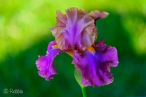 Beautiful bearded iris in my mothers garden