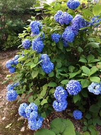 Beautiful blue hydrangea in Takayama Japan