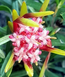 Beautiful bushwalk ft Blossomed Botanicia  Sydney Australia