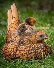 Beautiful chicken plumage  x-post from rpics