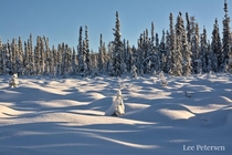 Beautiful day after a snowy weekend in Fairbanks Alaska 