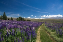 Beautiful field of flowers in New Zealand 