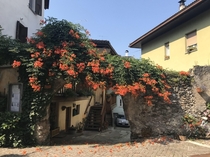 Beautiful flowers in Levico Italy