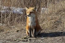 Beautiful Fox 