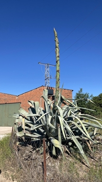 Beautiful gigantic blooming Aloe-like plant I encountered walking around my town 